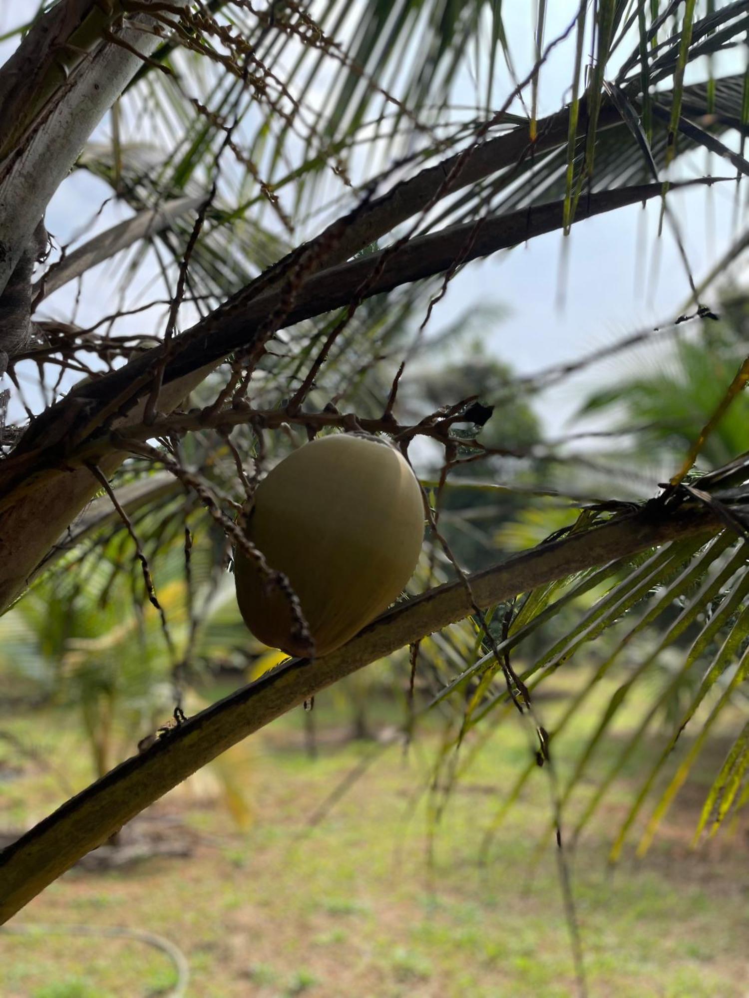 Calm Shack - 2 Bedroom-Boutique Farm Stay Munnar Buitenkant foto
